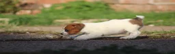 Jack Russell dogs for sale: Jack Russell Puppies for sale - Advert 6
