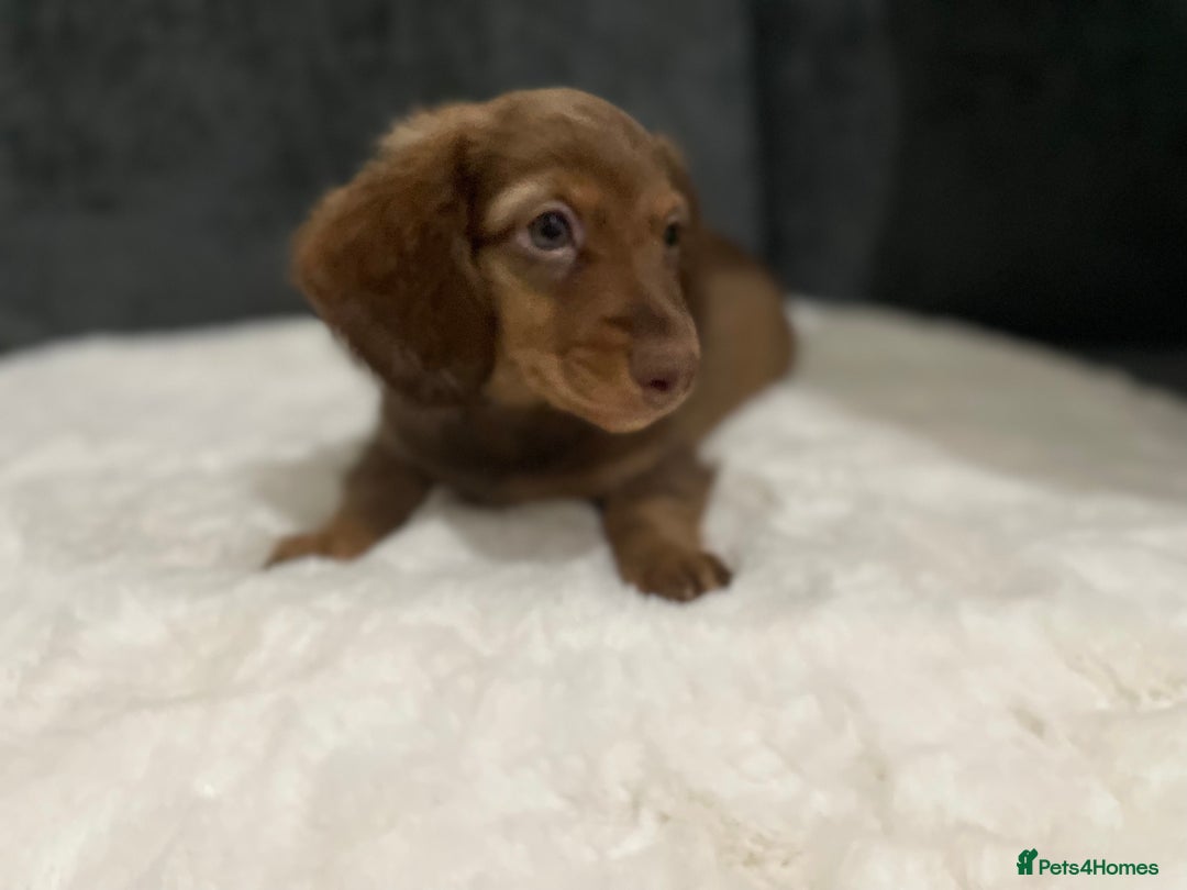 Miniature Dachshund dogs for sale: Champion Longhaired Miniature Dachshund Puppies - Advert 2