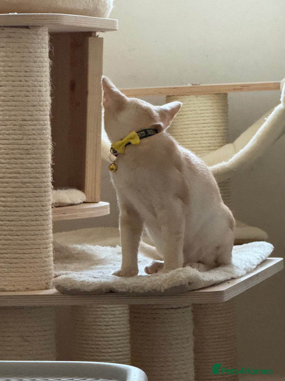Burmese cats for sale: A fantastic litter of 7 Burmese babies  - Image 38
