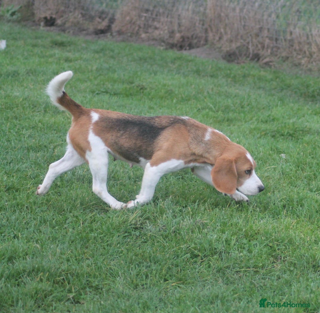 Beagle dogs for sale: NOW RESERVED 4 YEAR OLD GIRL KC REG BEAGLE - Advert 2