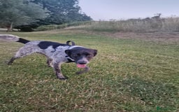 Mixed Breed dogs for sale: naomi - Image 4