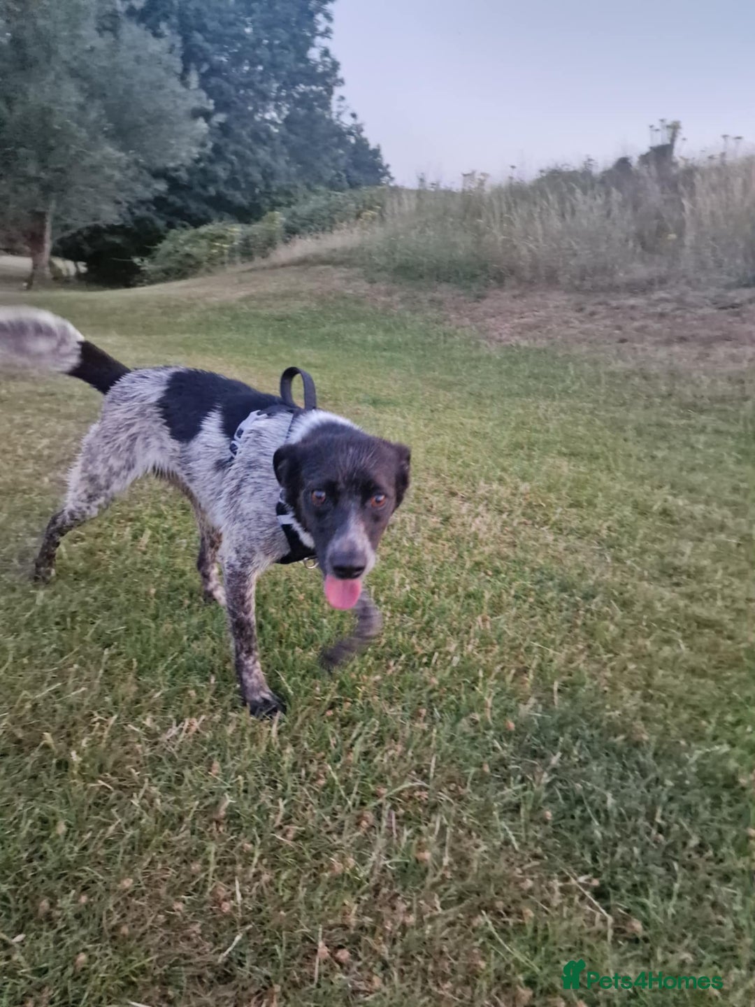 Mixed Breed dogs for sale: naomi - Image 4