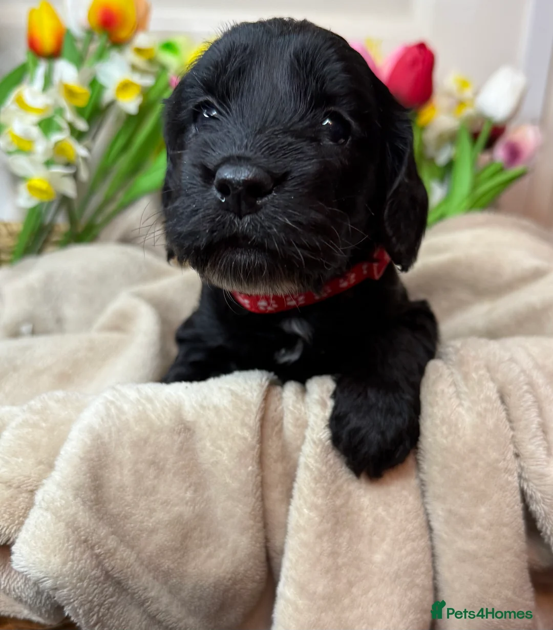 Cockapoo dogs for sale: Adorable F1 cockapoo puppies - Advert 11