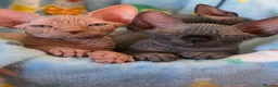 Sphynx cats for sale: ✨ Exceptional Sphynx Kittens Available ✨ - Advert 7