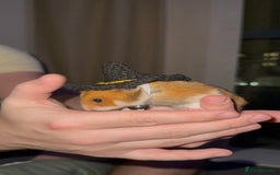 Hamster rodents for sale: Lovely hamster +set up - Image 3