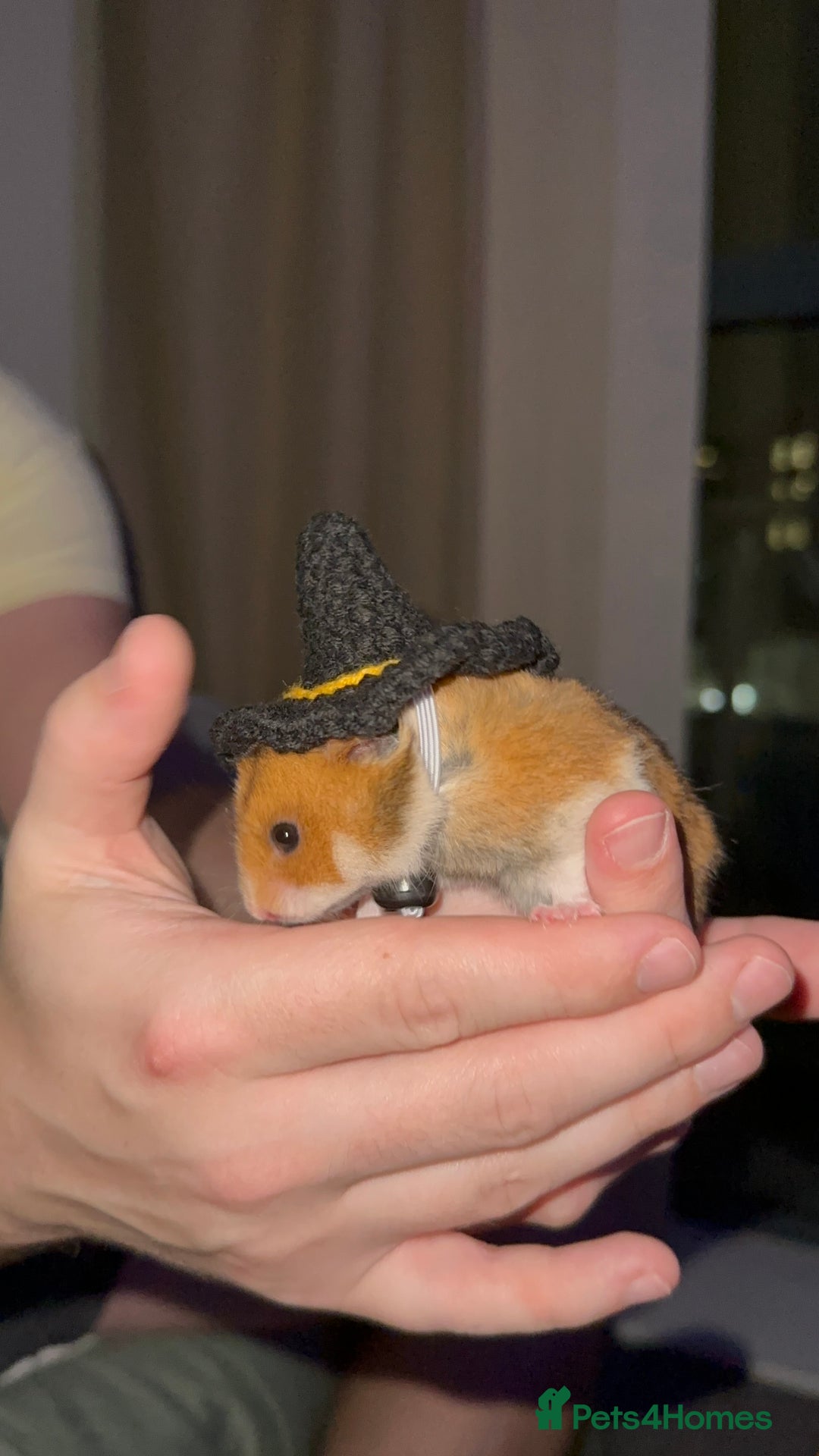 Hamster rodents for sale: Lovely hamster +set up - Image 3