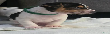 Jack Russell Puppy BOY Green Collar