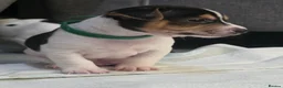 Jack Russell dogs for sale: 5 Stunning Tradition Jack Russell Puppies - Advert 9