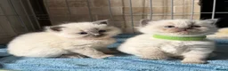 Ragdoll cats for sale: 5 Ragdoll kittens - Advert 9