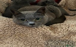 Russian Blue cats for sale: Male Russian blue kitten  - Image 5