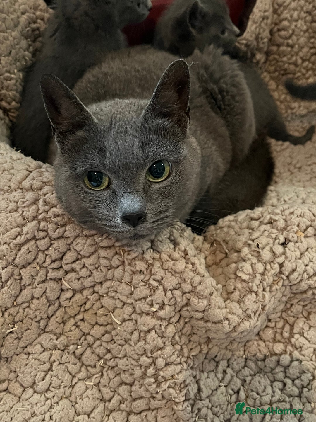 Russian Blue cats for sale: Male Russian blue kitten  - Image 5