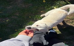 Mixed Breed dogs for adoption: 💚 Cute Ivy is Ready for her forever home! - Image 7