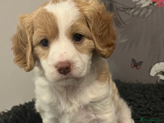 Cavapoo dogs for sale: Beautiful red and white - Advert 1