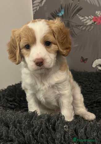 Cavapoo dogs Beautiful red and white - Advert 4