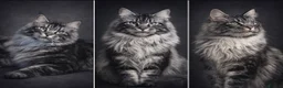 Maine Coon cats for sale: Outstanding Maine coon kittens  - Advert 11