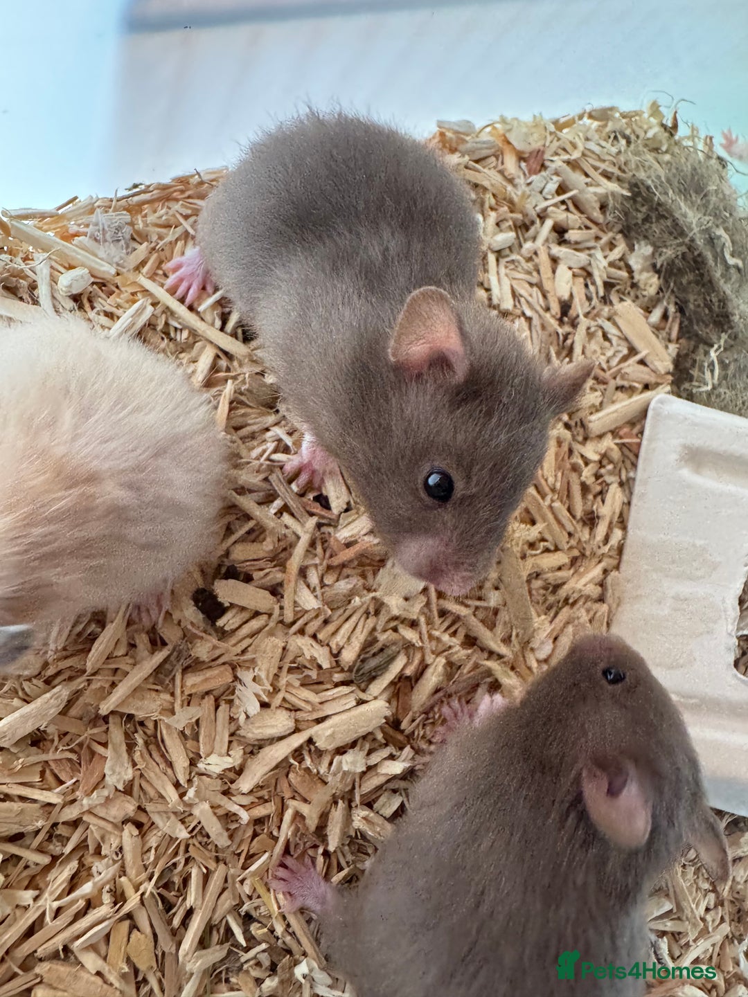 Hamster rodents for sale: Baby syrian hamsters males and females - Image 4