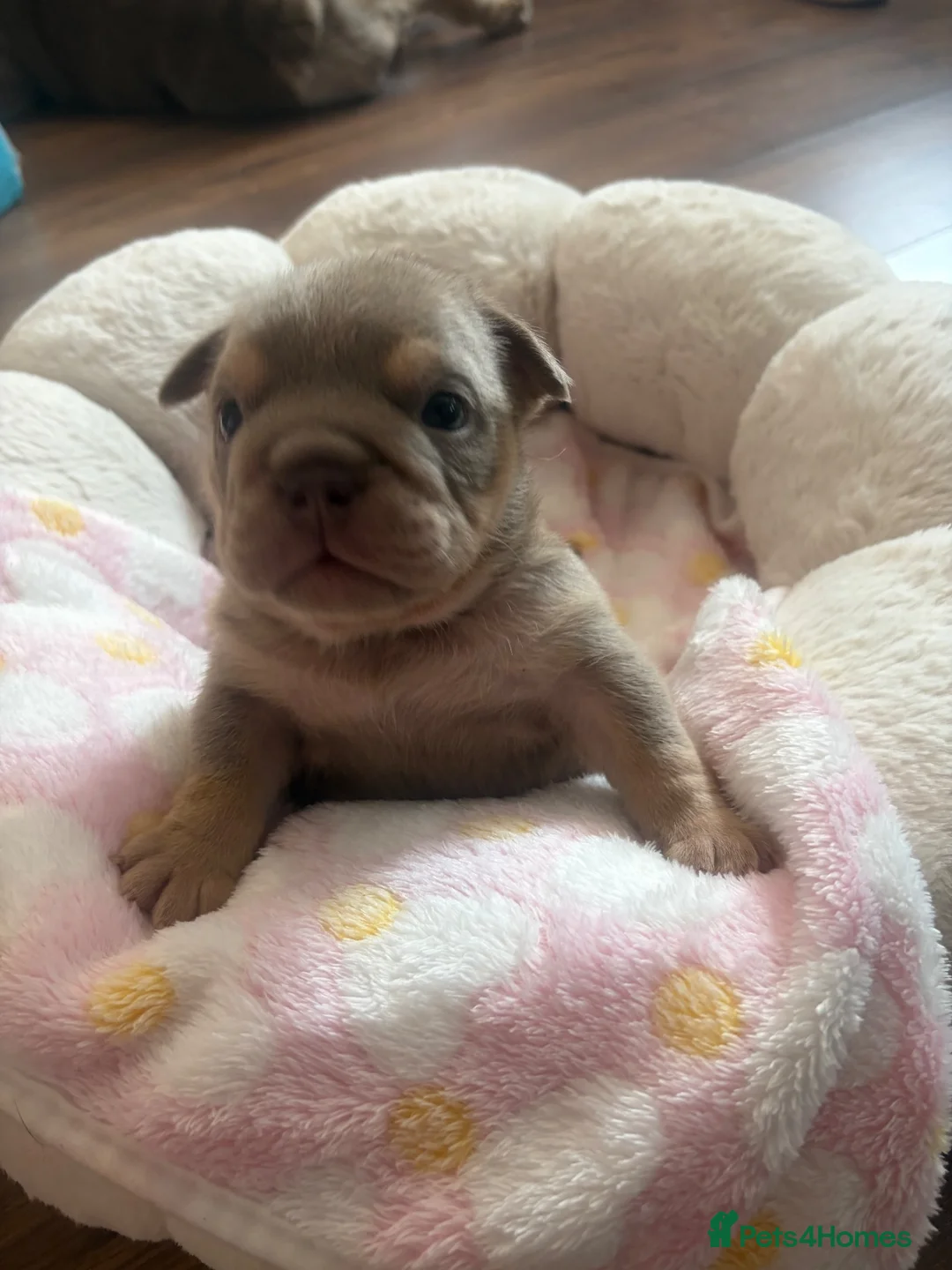 English Bulldog dogs for sale: Pedigree English bulldog puppies  - Advert 9