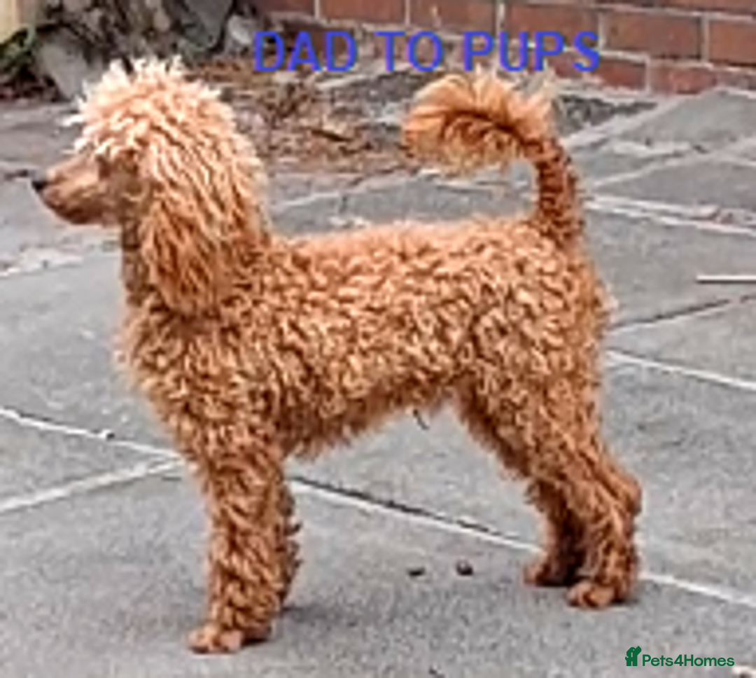 Miniature Poodle dogs for sale: Beautiful poodle pups - Advert 18