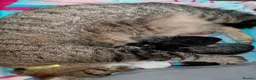 Maine Coon cats for sale: Half Main coon kittens  - Advert 40