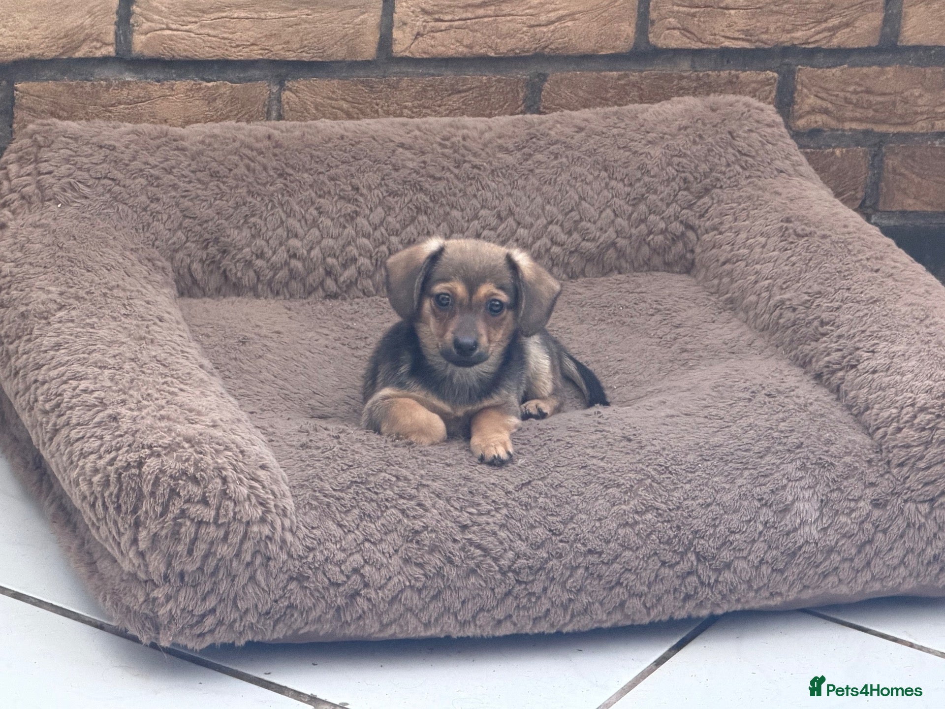 Mixed Breed dogs Dameranian puppies - Advert 1