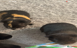 Guinea Pig rodents for sale: 2 male guinea pigs  - Image 3