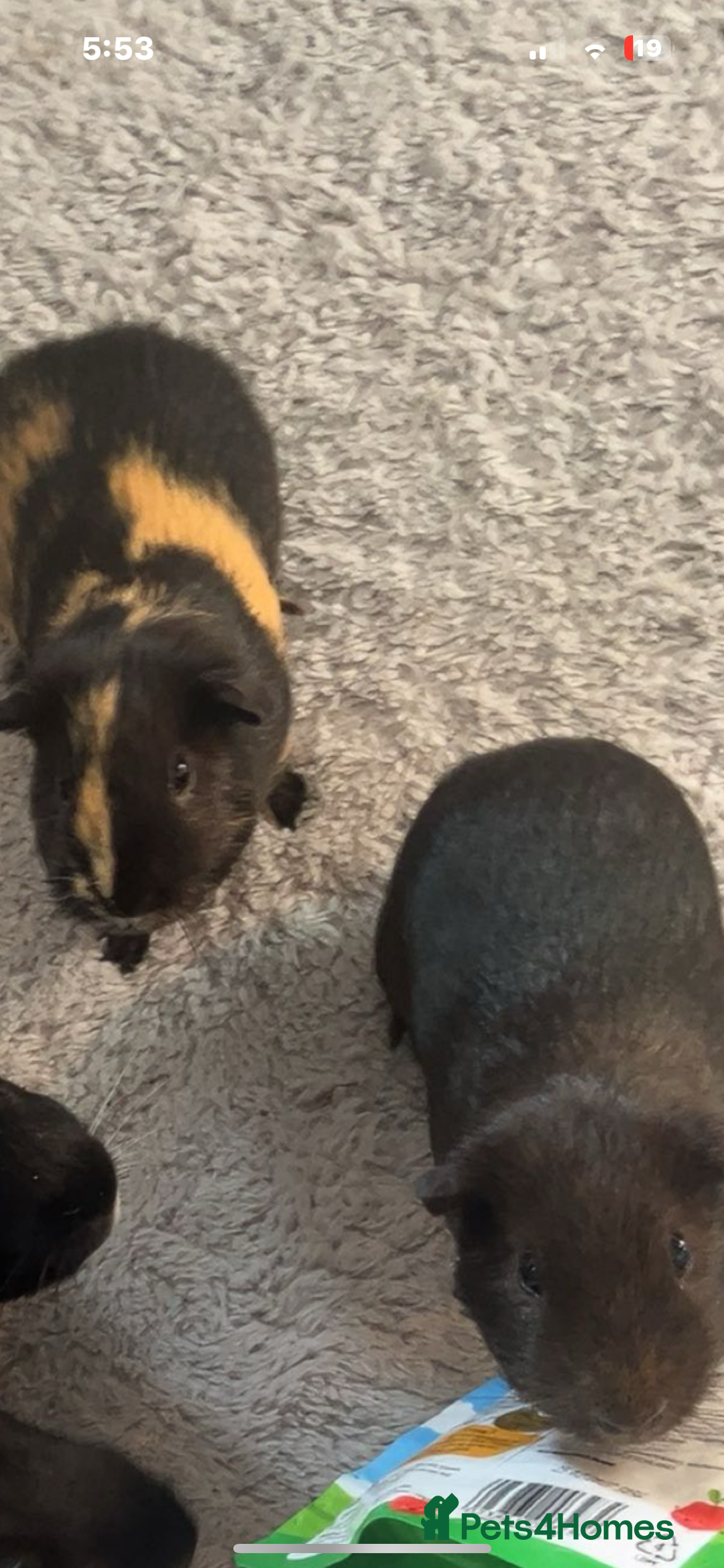 Guinea Pig rodents for sale: 2 male guinea pigs  - Image 3