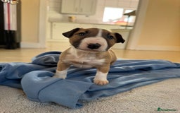 English Bull Terrier dogs for sale: 5* Stunning English Bull Terrier Pups  - Image 8