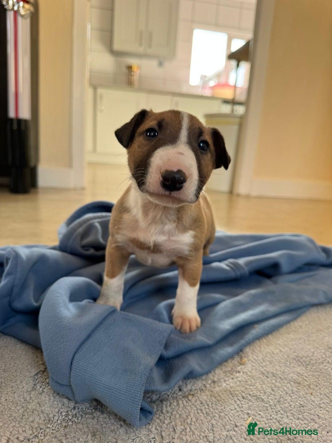 English Bull Terrier dogs for sale: 5* Stunning English Bull Terrier Pups  - Image 8