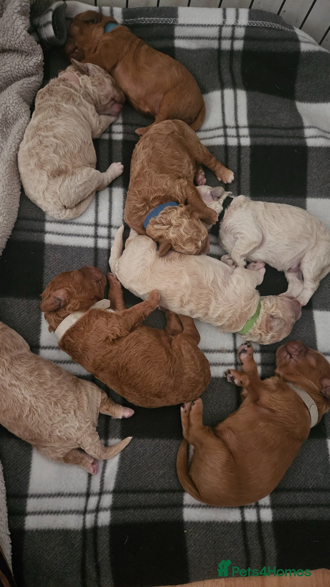 Mini Goldendoodle dogs for sale: 🐾✨ Beautiful Toy Goldendoodle Puppies  ✨🐾 - Advert 11