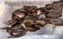 Cocker Spaniel dogs for sale: Working cocker spaniel puppies - Image 4