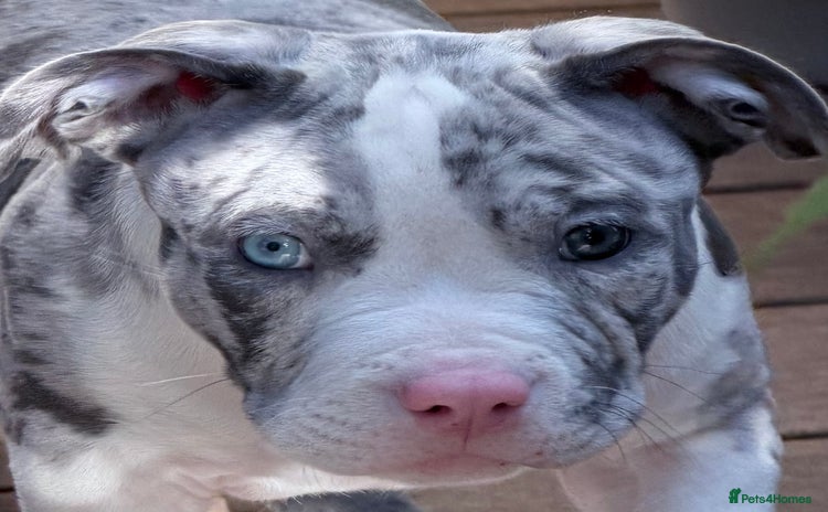 American Bully dogs Abkc Pocket Bully X Abkc classic Bully puppies - Advert 1