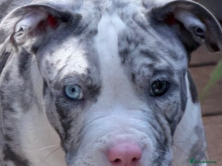 American Bully dogs Abkc Pocket Bully X Abkc classic Bully puppies - Advert 4