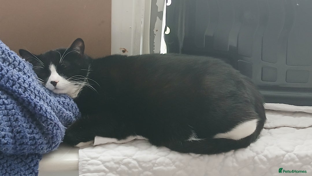 Mixed Breed cats for sale: Black and white loving girl cat 💗 - Image 3