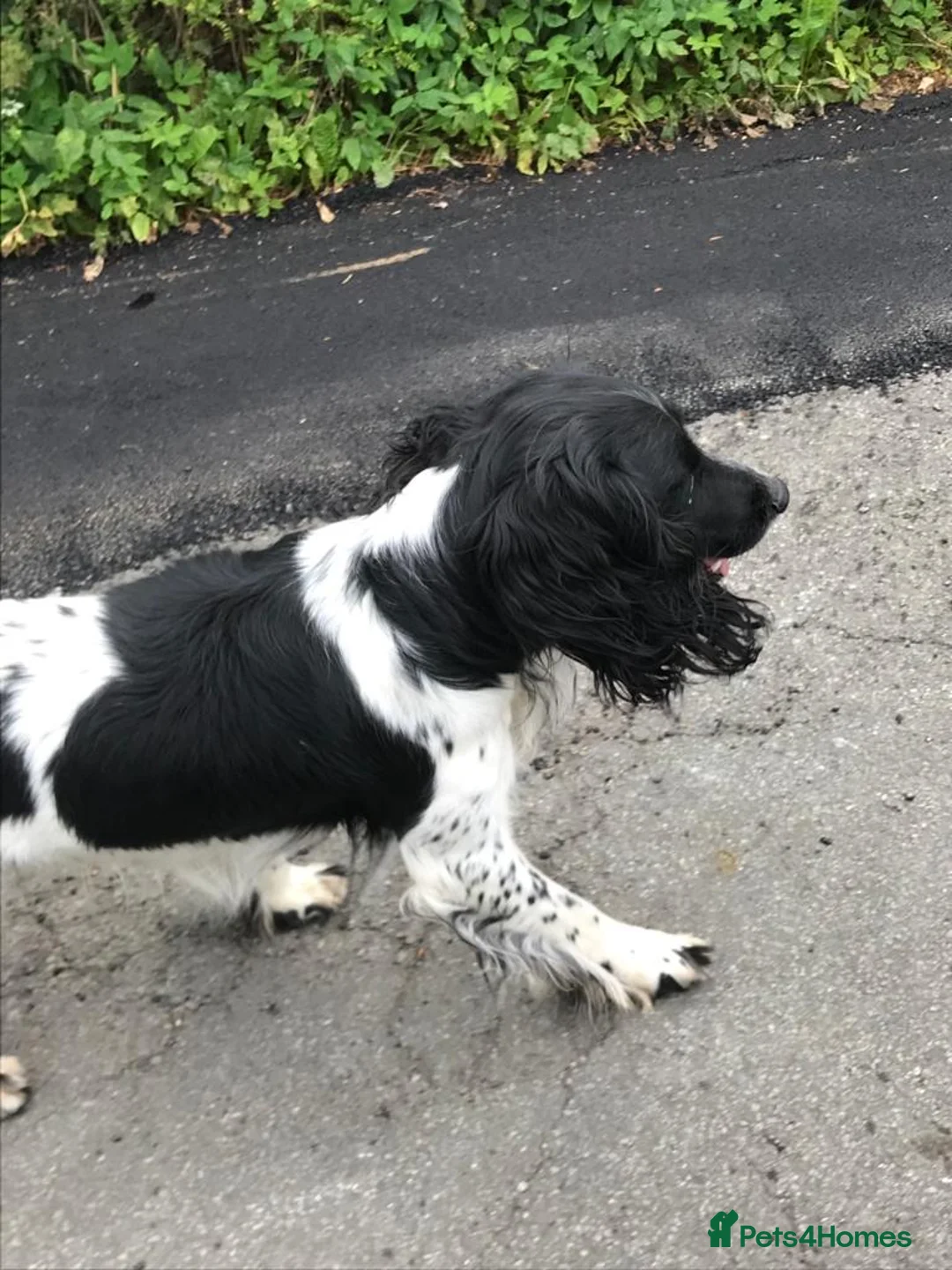 English Springer Spaniel dogs for stud: Beautiful Fully Health tested in Wrexham - Advert 3