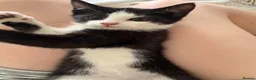 British Shorthair cats for sale: READY TO GO! 1 FEMALE black and white kitten! - Advert 2