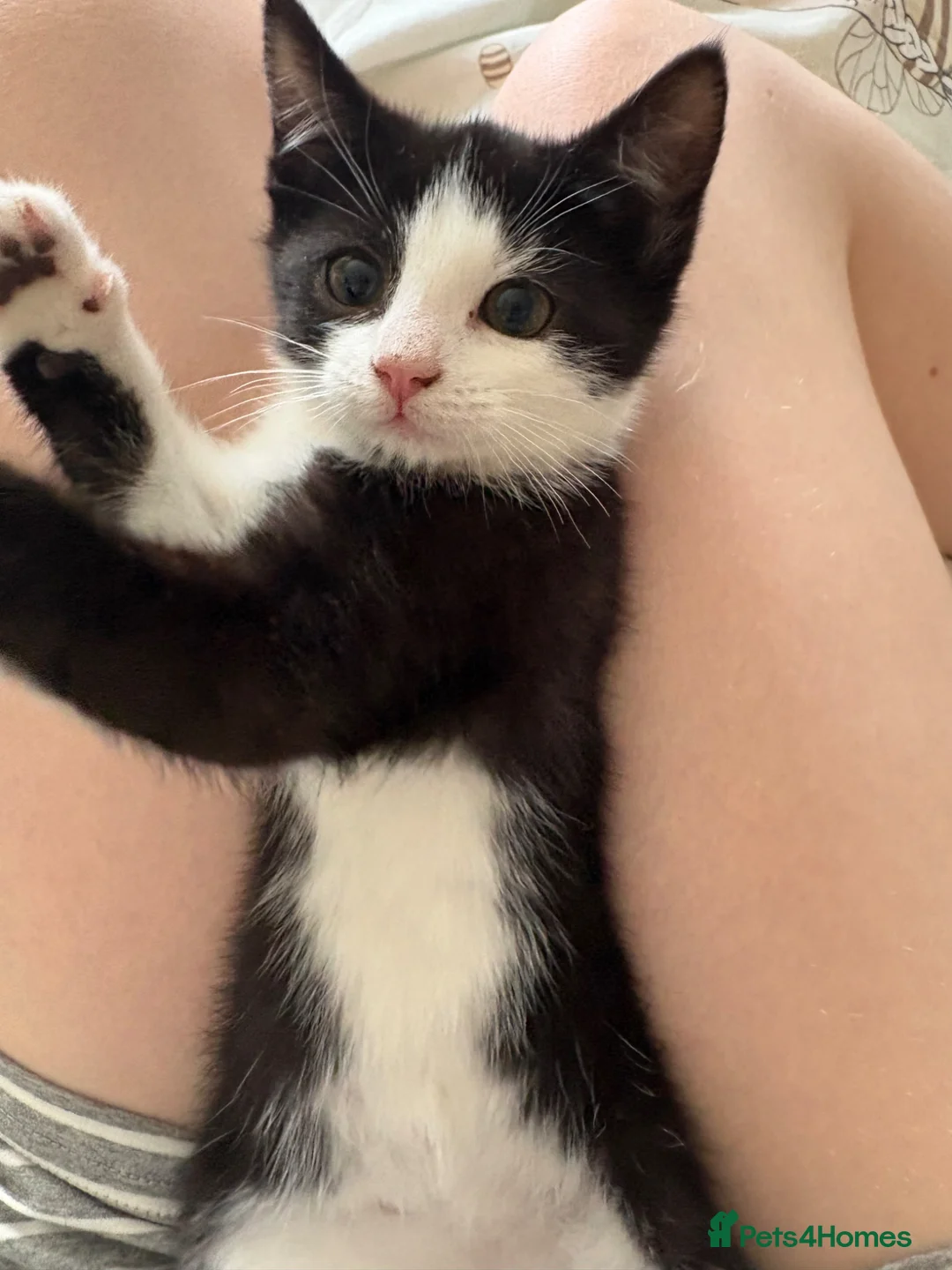 British Shorthair cats for sale: READY TO GO! 1 FEMALE black and white kitten! - Advert 2