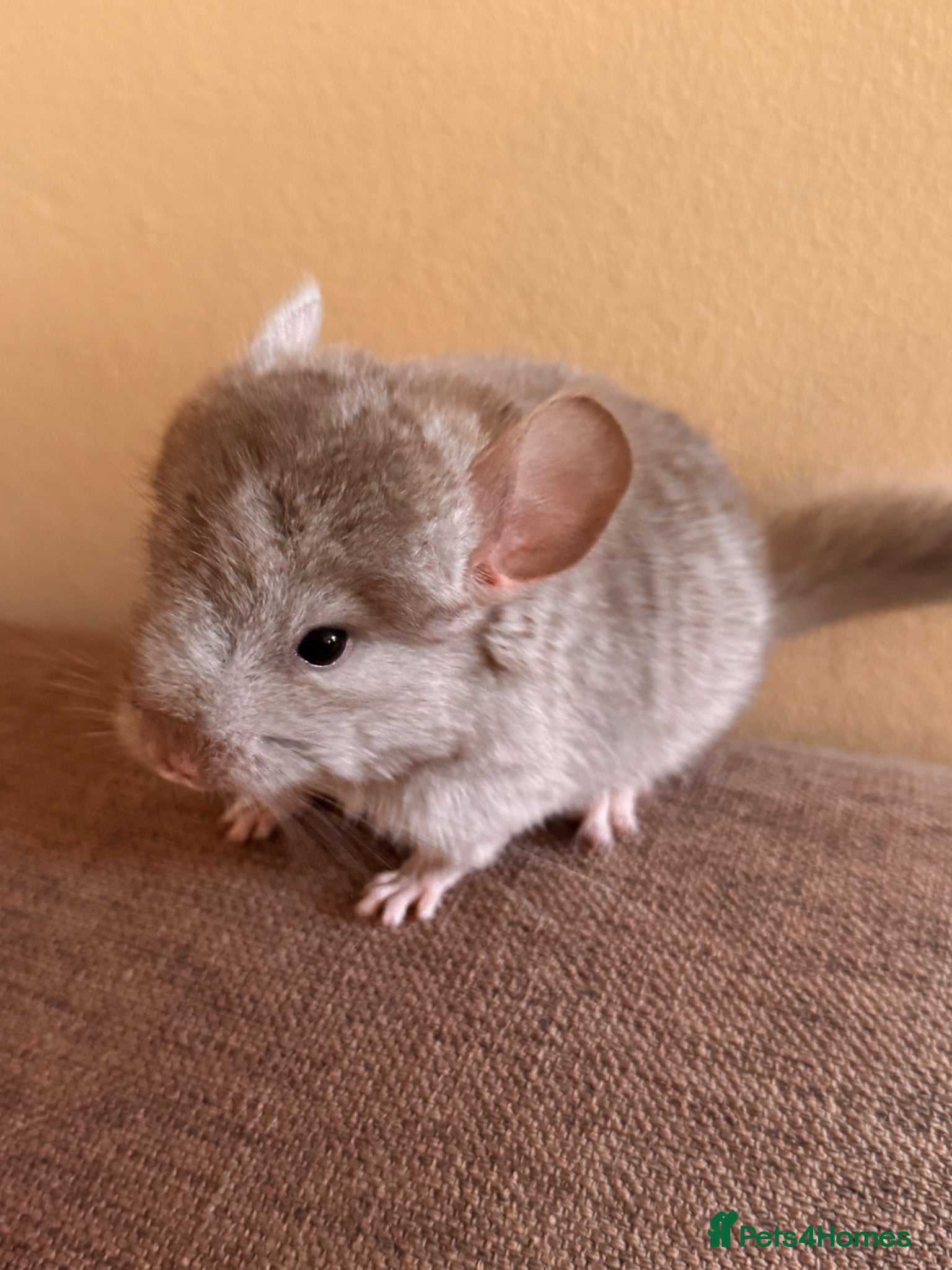 Chinchilla rodents Female beige baby chinchilla for sale  - Advert 15