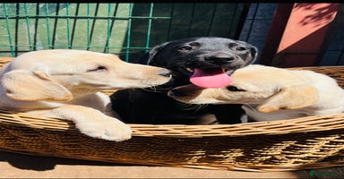 Labrador Retriever dogs in Barrow-upon-Humber - Advert 5
