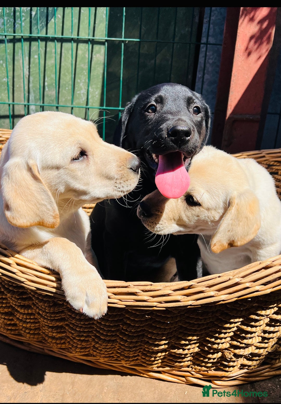 Labrador Retriever dogs for sale: Labrador Pups Chunky traditional type 1 girl left in Barrow-upon-Humber - Image 2