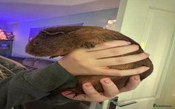 Guinea Pig rodents for sale: 4x Male Guinea pigs - Advert 4