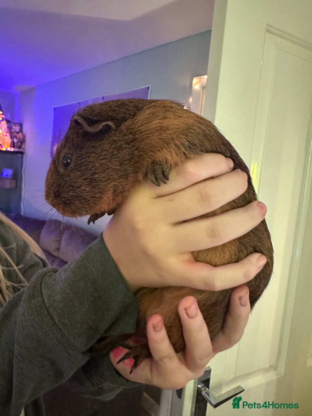 Guinea Pig rodents for sale: 4x Male Guinea pigs - Advert 4