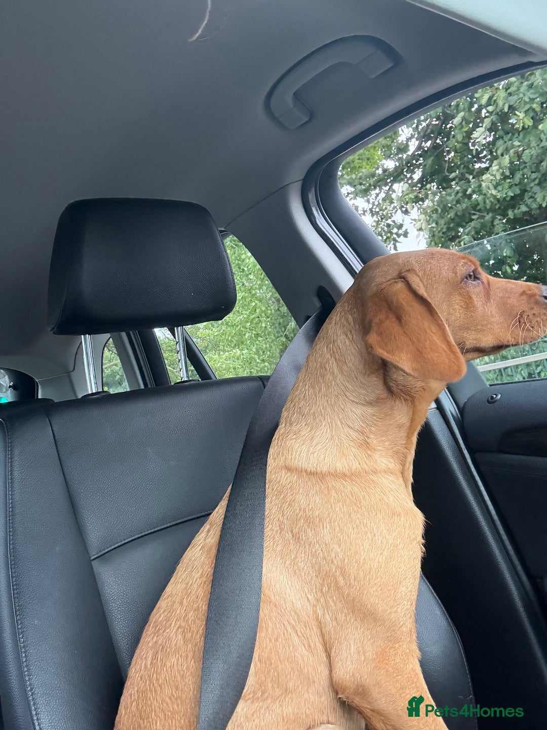 Labrador Retriever dogs for sale: Fox Red Labrador (female) 1.5 years  - Advert 7