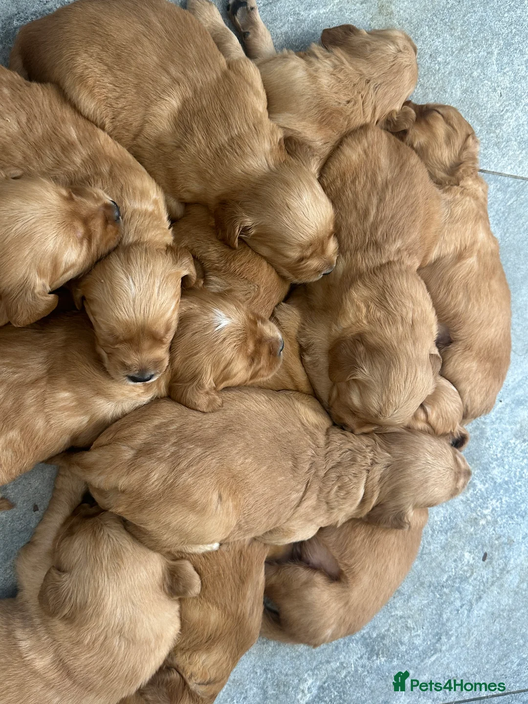 Golden Retriever dogs for sale: Dark Golden KC registered Golden retrievers - Advert 32