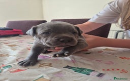 Staffordshire Bull Terrier dogs for sale: Staffy puppies - Image 2