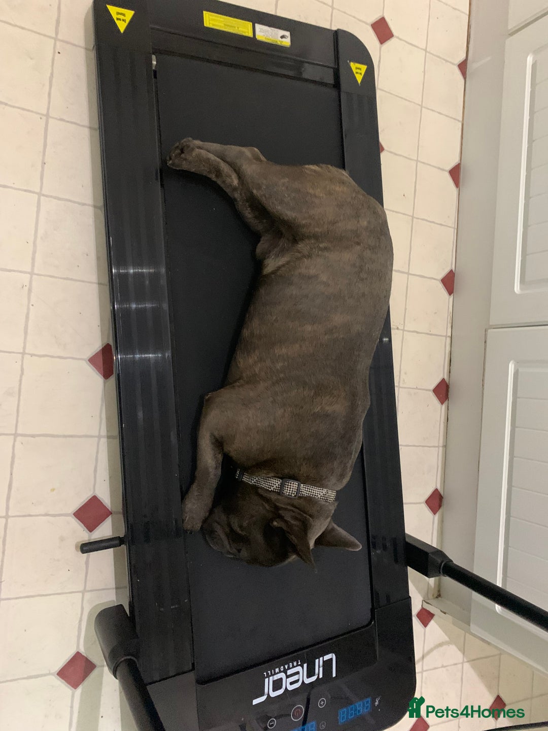 French Bulldog dogs for sale: french bulldog - Advert 1