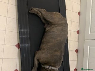 French Bulldog dogs for sale: french bulldog - Advert 1