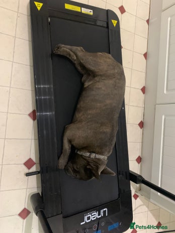 French Bulldog dogs french bulldog - Advert 1