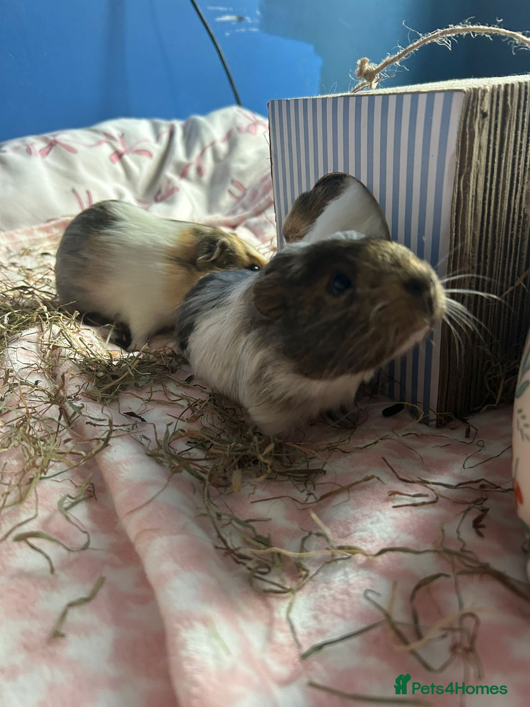 Guinea Pig rodents for sale: Four female guinea pig babies available. - Image 5
