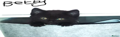 British Shorthair 4