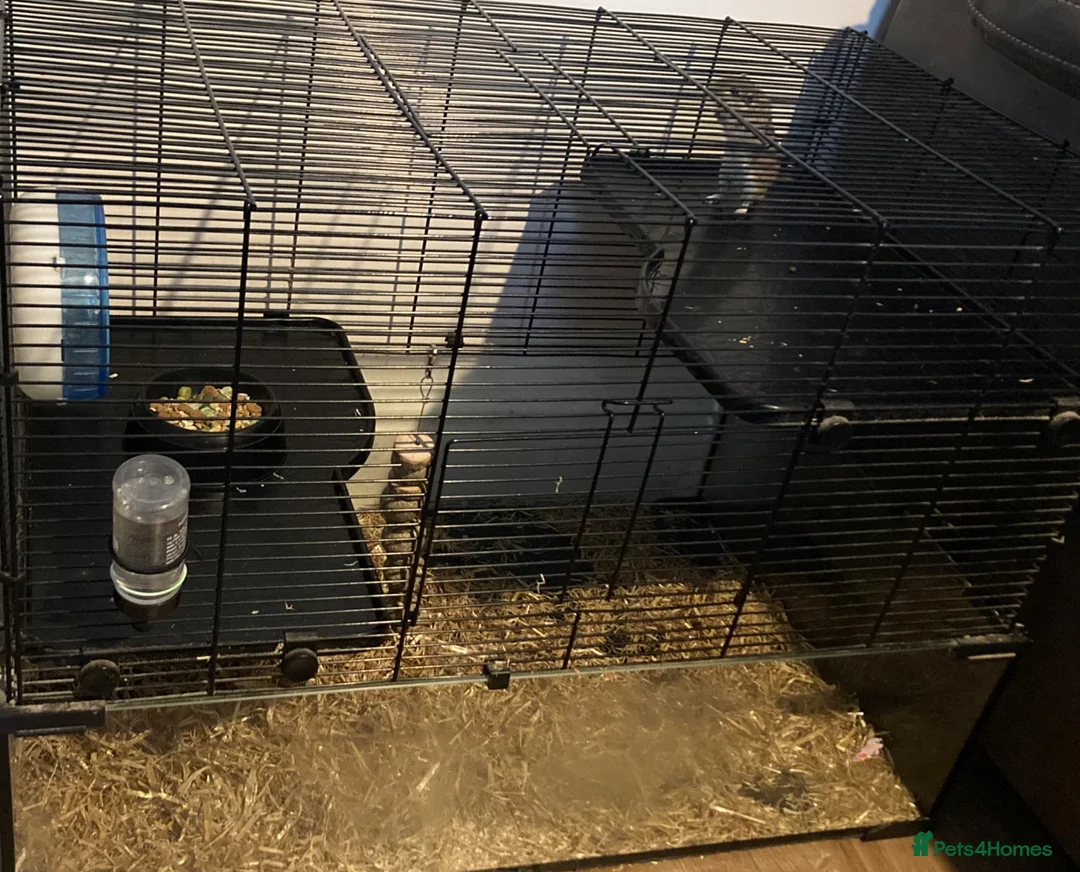 Gerbil rodents for sale: Two gerbils with cage in Redditch  in Redditch - Advert 3